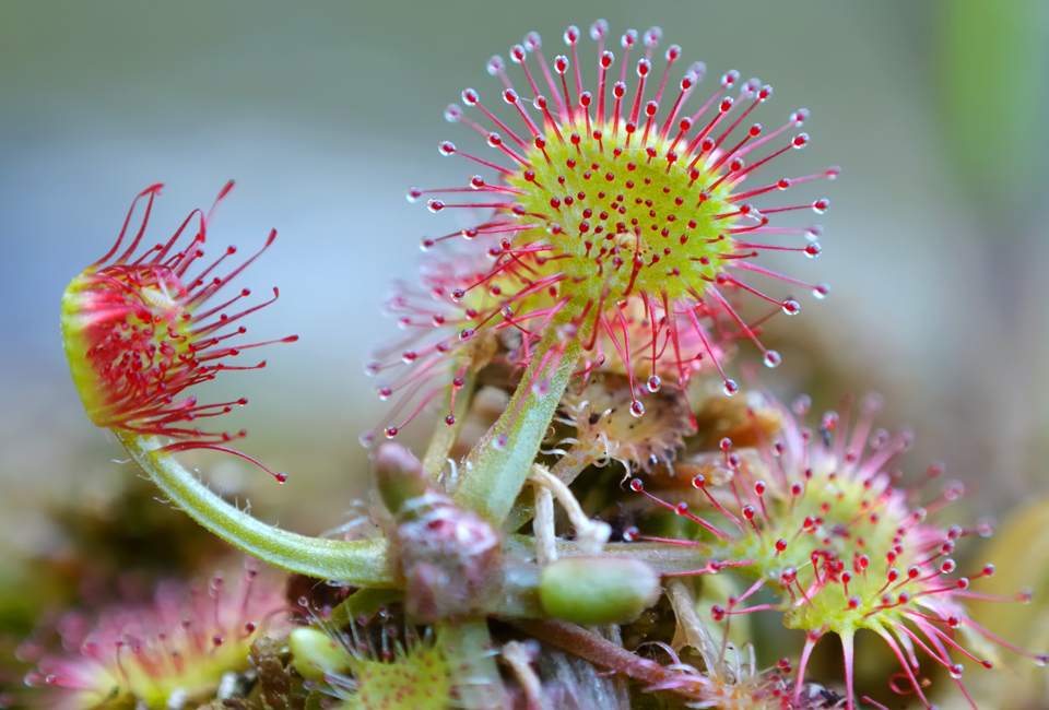 drosera plant