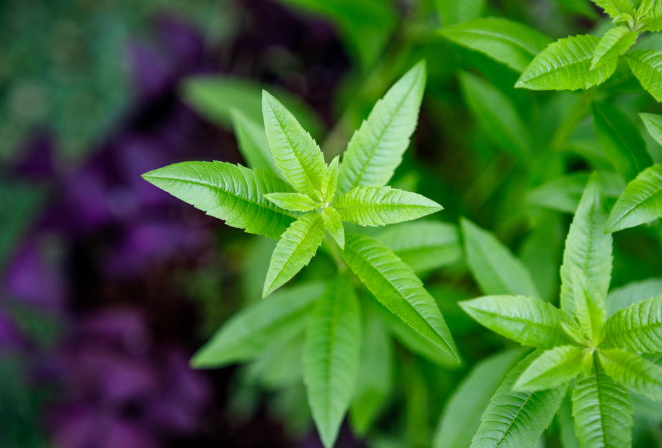 verbena plant